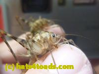 /home//u458753944/public_html/sourcegallery//Insects and small critters/grasshoppers and crickets (Orthoptera)/P1060133.JPG